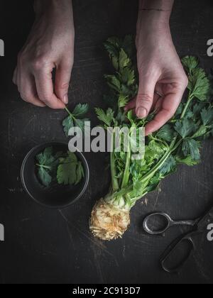Woman's hands with tatoo holding celery root - apium graveolens - with green leaves on dark background. Overhead shot. Stock Photo