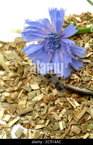 Common or Common chicory, Cichorium intybus), and chicory. This plant has been used since the Middle Ages the manufacture of medicines. In herbal medi Stock Photo