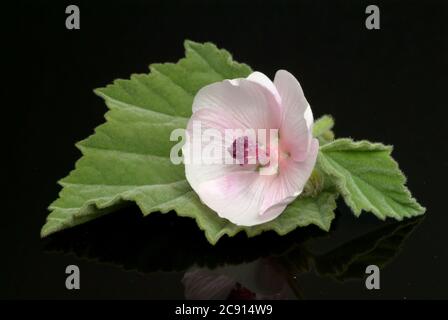 Marshmallow, Allthea officinalis, also called drug-marshmallow. Medicinal plant: Various preparations are used for inflammation of the mouth and throa Stock Photo