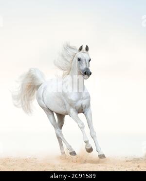 Beautiful arabian stallion running on freedom. Pastel tones. White arab horse by the sea. galloping white horse Stock Photo