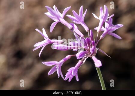 Variegated Society Garlic Tulbaghia violacea 'Silver Lace', Tulbaghia 'Silver Lace' Stock Photo