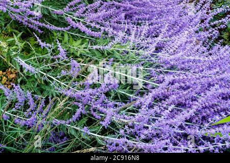 Perovskia Blue spire in garden Russian sage Salvia yangii Stock Photo