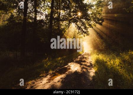 Light at the end of forest tunnel on the muddy forest road with golden sun rays of the rising sun shining through the trees during the foggy morning Stock Photo