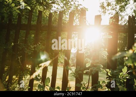 Golden summer sunset shining through the old wooden fence of green garden with fruit trees during the golden hour Stock Photo