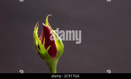 Single beautiful red rose isolated on dark background Stock Photo