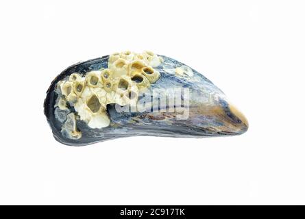 Semibalanus balanoides shells, the boreo-arctic species of acorn barnacle on a blue mussel shell, Mytilus edulis. White background Stock Photo