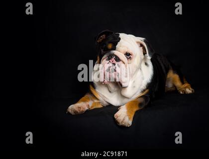 Black and white English Bulldog lying  on black background Stock Photo