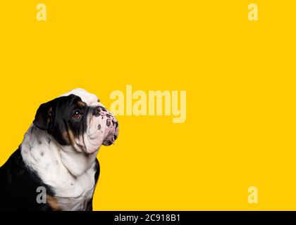 Portrait of Black and white English Bulldog sitting on yellow background Stock Photo