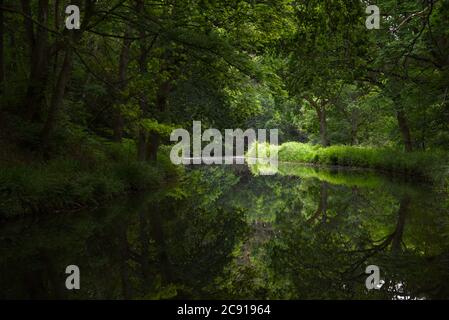 Trees and reeds are reflected in the still waters of the beautiful Basingstoke Canal in Surrey Stock Photo