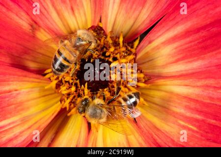 Two honeybees on a red flower Stock Photo