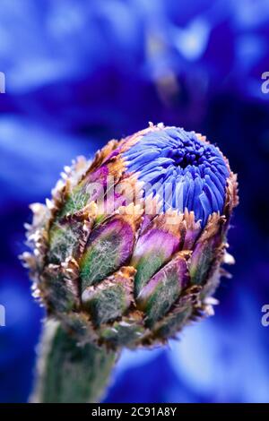 single cornflower blossom in side view on black background, in the back is a out of focus blossom, cornflowers are used in herbal teas Stock Photo
