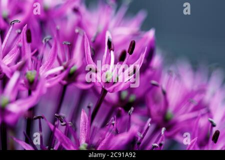 close up shot of allium giganteum, common name giant onion, is an asian species of onion. this flower is a typical purple summer blossom Stock Photo