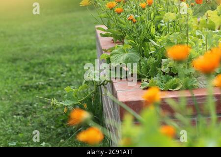 Raised beds gardening in an urban garden growing plants herbs spices berries and vegetables Stock Photo