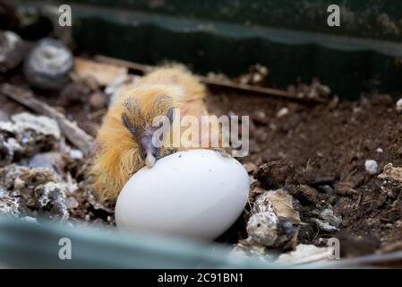 Chick of a pigeon in a nest with an egg Stock Photo