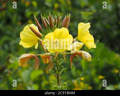 Yellow flowers and buds on an evening primrose plant, Oenothera biennis Stock Photo