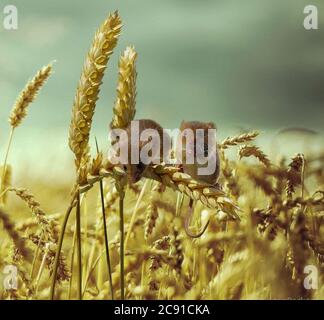 Harvest Mouse in Corn field Stock Photo