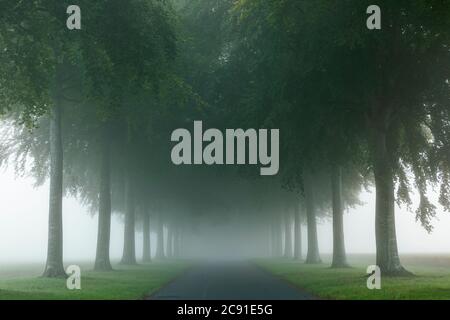 The Avenue of trees at Moor Crichel, Dorset, England Stock Photo