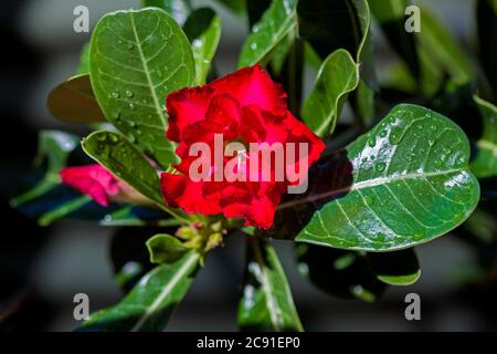 Double bright red flower of drought tolerant succulent plant, Adenium obesum,  Desert Rose, surrounded by dark green leaves with raindrops Stock Photo