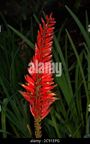 Tall spike of vivid red flowers of drought tolerant succulent plant Aloe  'Erik The Red' with background of dark green foliage Stock Photo