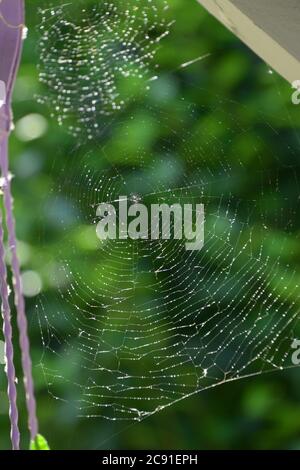 spider web with water droplets in the early morning sun Stock Photo