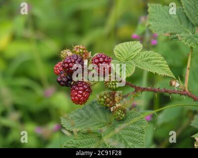 Closeup of wild blackberries ripening on a branch in a hedgerow in summer Stock Photo