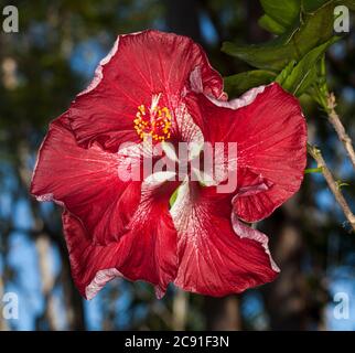Unusual large vivid red flower daubed with flecks of white of Hawaiian Hibiscus cultivar  'Dragon's Breath' against background of blue sky and foliage Stock Photo