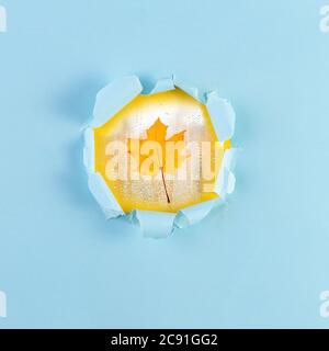 Autumn maple leaf against background of bursting torn paper hole. autumn leaves concept. yellow autumn leaf on blue background. Blue torn sheet with p Stock Photo