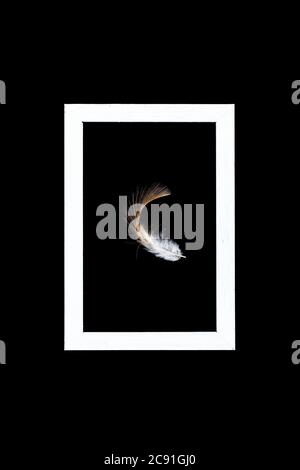 Beautiful feather isolated on black background in a white wooden frame. Minimal creative concept. Stock Photo
