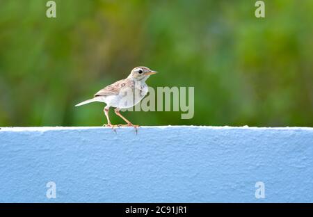 The paddyfield pipit or Oriental pipit is a small passerine bird in the pipit and wagtail family. It is a resident breeder in open scrub, grassland. Stock Photo