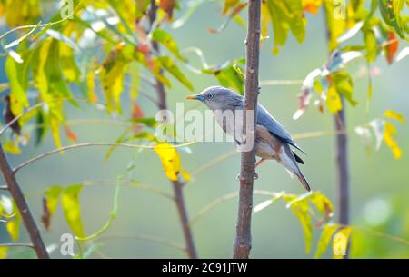 The chestnut-tailed starling or grey-headed myna is a member of the starling family. It is a resident or partially migratory species found in wooded. Stock Photo