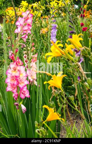 Gladiolus Priscilla Daylilies colorful garden Stock Photo