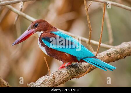 White-Throated Kingfisher, Halcyon smyrnenis, Wilpattu National Park, Sri Lanka, Asia Stock Photo
