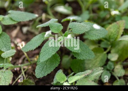 Green leaves of Clinopodium nepeta (synonym Calamintha nepeta), known as lesser calamint Stock Photo