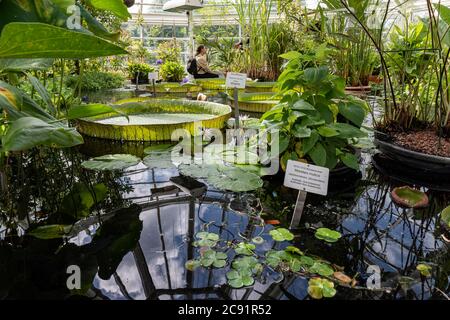 Waterlily Room in University of Helsinki Botanical Garden or Kaisaniemi Botanic Garden conservatory in Helsinki, Finland Stock Photo