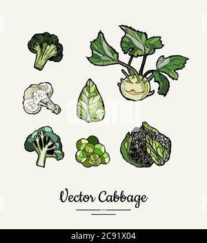 Cabbage hand drawn illustration set. Modern illustration of cabbage. Isolated green cabbage for vegetarian poster Stock Vector