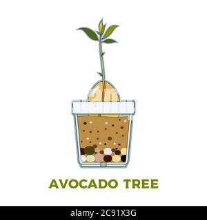 Avocado tree vector growing guide poster. Green simple instruction to ...