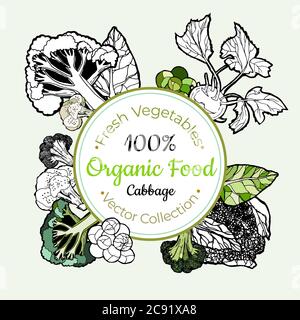 Cabbage broccoli vegetable groceries vintage vector sticker Stock Vector