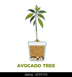 Avocado Tree Vector Growing Guide Poster. Green Simple Instruction To 