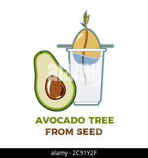 Avocado tree vector growing guide poster. Green simple instruction to grow avocado tree from seed. Avocado life cycle. Stock Vector