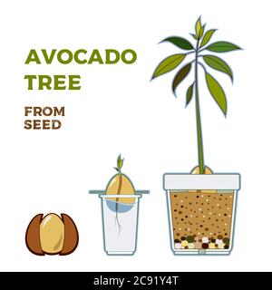 Avocado tree vector growing guide poster. Green simple instruction to ...