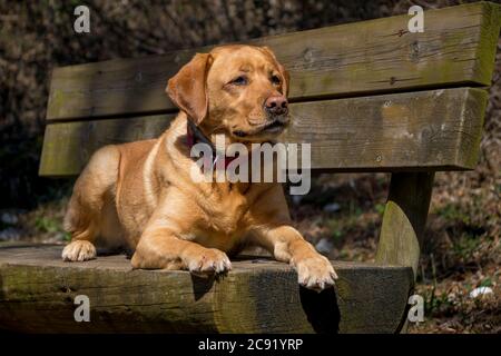Cute yellow fox red labrador retriever lying and posing on a wooden bench. Stock Photo