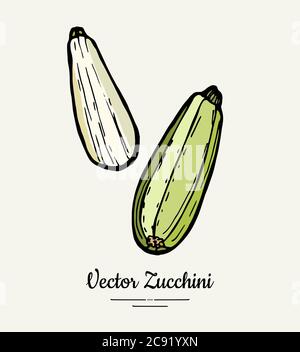 Zucchini hand drawn illustration set. Hipster illustration of squash. Isolated green zucchini for vegetarian poster Stock Vector