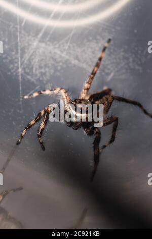 Vertical closeup shot of a tarantula with eight eyes and hairy legs walking on a web mid-air Stock Photo