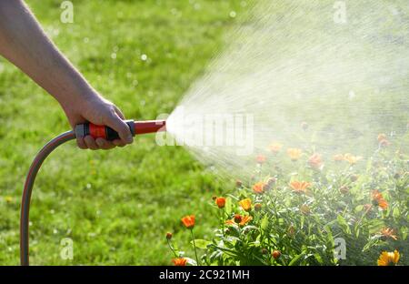 unrecognizable person waters flowers and plants with hose in home garden Stock Photo