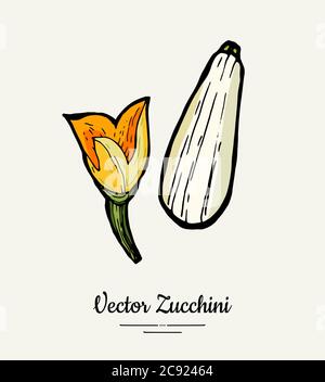 Zucchini hand drawn illustration set. Hipster illustration of squash. Isolated green zucchini for vegetarian poster Stock Vector
