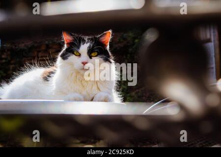 Black and white, yellow-eyed domestic long-haired female cat sitting outside on a table in the sunshine Stock Photo