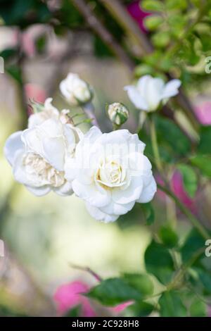 Miniature Tea Rose flower in frost, Wales, UK Stock Photo - Alamy