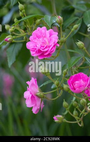 Pink French Rose Stock Photo