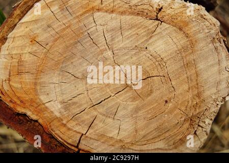 Background old tree stump in the garden closeup. Stock Photo