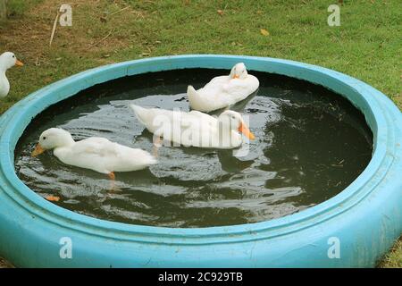 Group of White Pekin Ducks Relaxing in a Backyard Basin Stock Photo